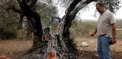 "العفو الدولية": نظام الفصل العنصري الإسرائيلي يحول موسم حصاد الزيتون إلى رعب للفلسطينيين