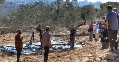 العدو الإسرائيلي ومستوطنوه يمنعون الفلسطينيين من قطف الزيتون في ترمسعيا شمال شرق رام الله
