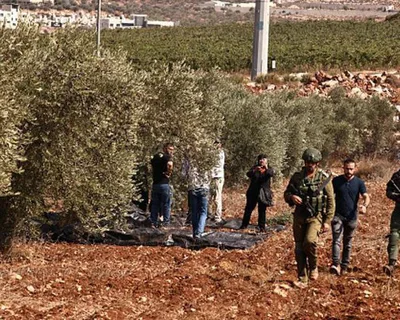 العدو الإسرائيلي ومستوطنوه يعتدون على مزارعين فلسطينيين ويمنعوهم من قطف ثمار الزيتون جنوب جنين  