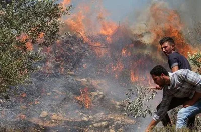 19 اعتداءً صهيونياً على قاطفي الزيتون في 6 محافظات بالضفة خلال 12 ساعة